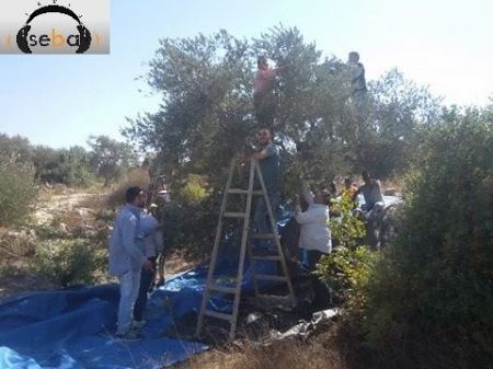 بدء موسم الزيتون في الزبابدة